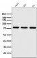 Anti-Hsc70 HSPA8 Rabbit Monoclonal Antibody